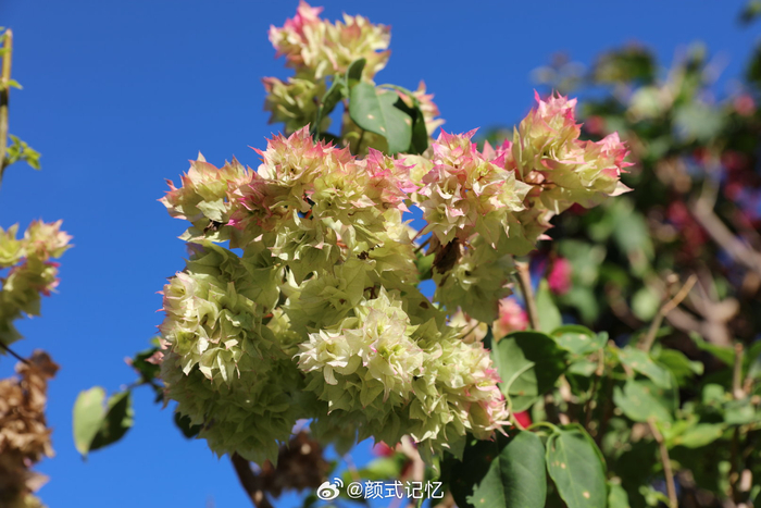 姹紫嫣红 热情奔放 绚丽缤纷一一多彩勒杜鹃花热烈奔放,旅游,遇花欣赏拍摄__财经头条__新浪财经