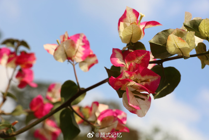 姹紫嫣红热情奔放绚丽缤纷一一多彩勒杜鹃花热烈奔放旅游遇花欣赏拍摄