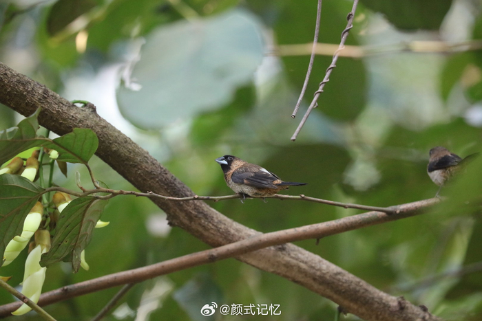 身体强健 不易生病一一爪哇禾雀(禾雀),郊游,林间追鸟