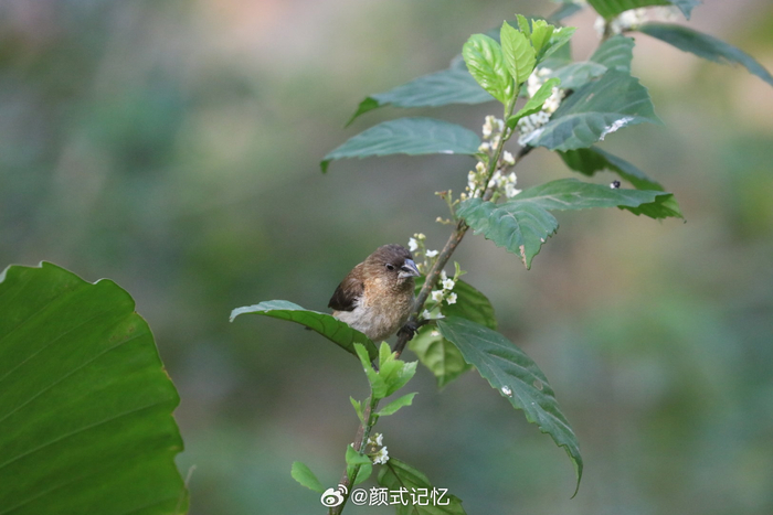 身体强健 不易生病一一爪哇禾雀(禾雀),郊游,林间追鸟