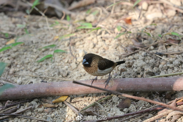 身体强健 不易生病一一爪哇禾雀(禾雀),郊游,林间追鸟