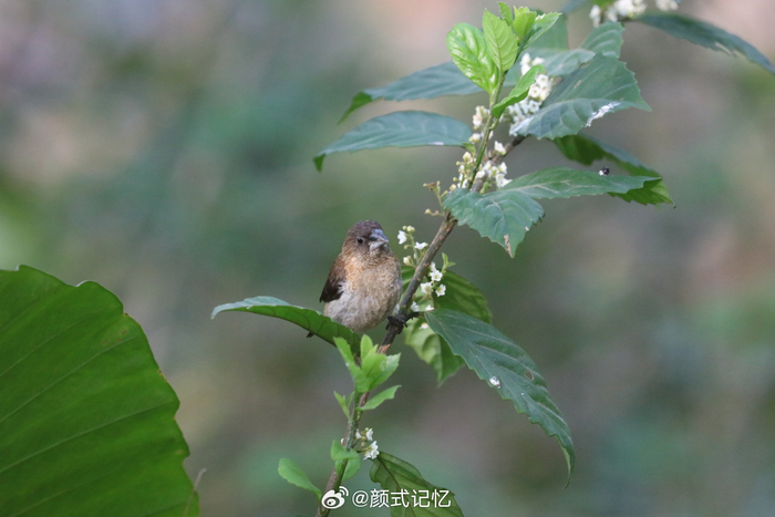 身体强健 不易生病一一爪哇禾雀(禾雀),郊游,林间追鸟