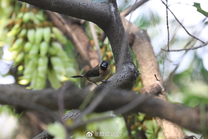 身体强健 不易生病一一爪哇禾雀(禾雀),郊游,林间追鸟