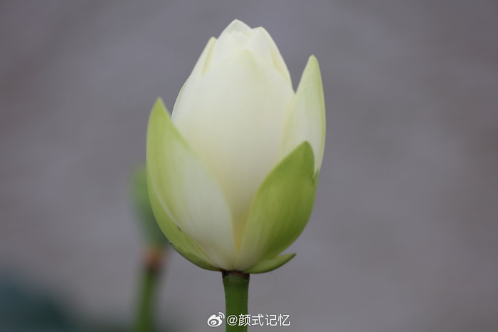 含苞 待放一一白莲花,郊游,梅江生态园莲池赏花,拍摄