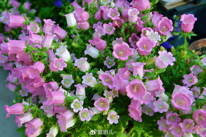 粉花风铃草,原创拍摄