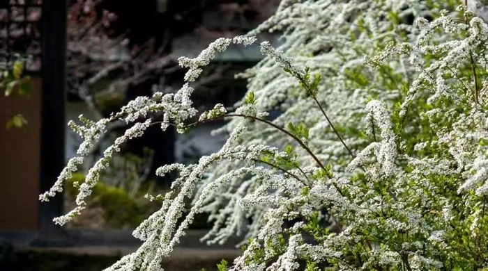 喷雪花雪柳,万朵齐开如云如雾如雪如瀑