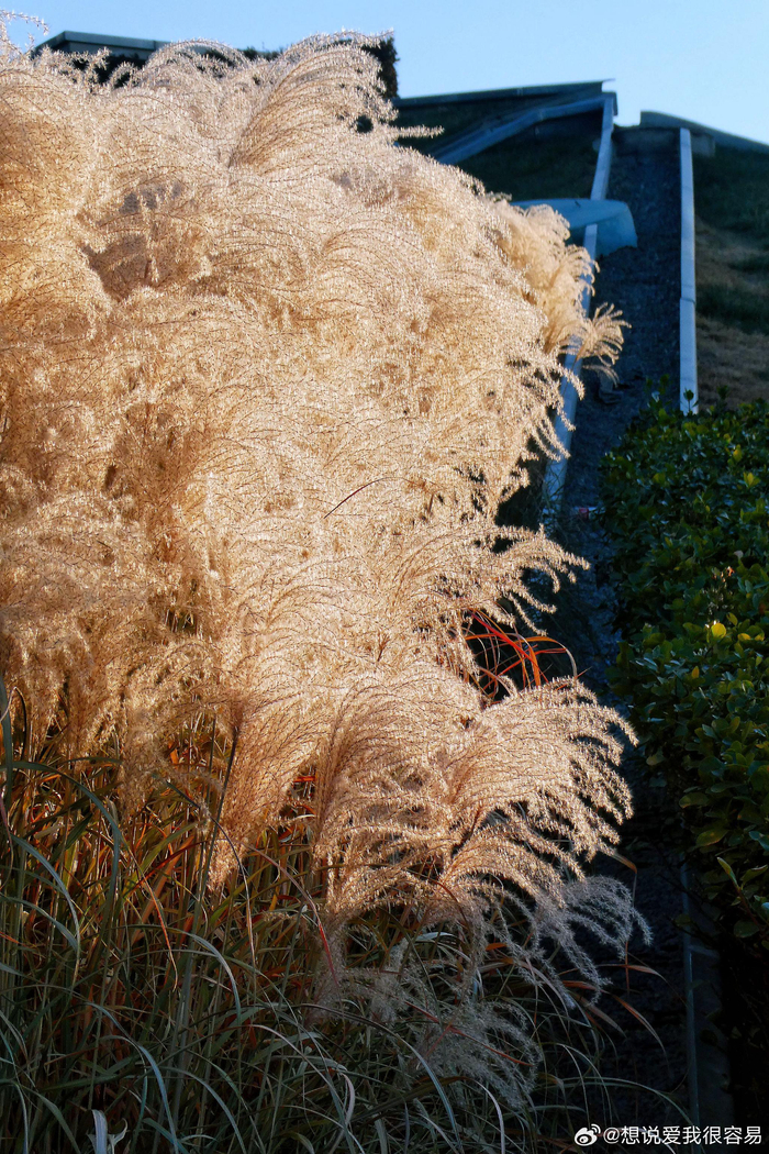 北京奥森芦苇 摄影__财经头条