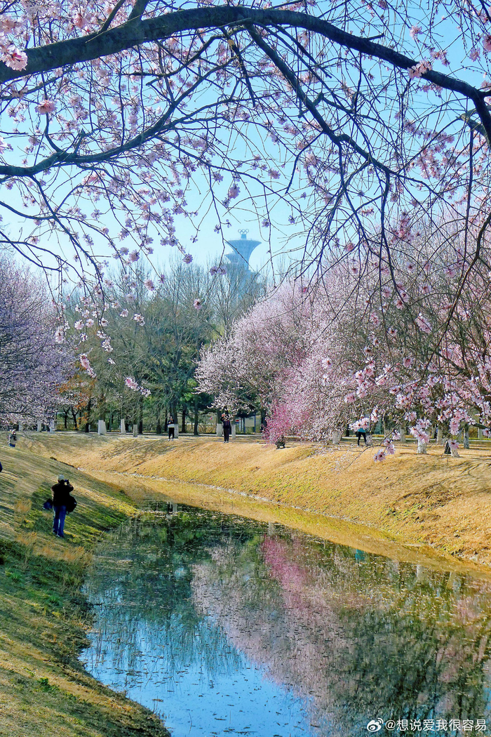 北京奥森桃花谷桃花绽放怒放中摄影
