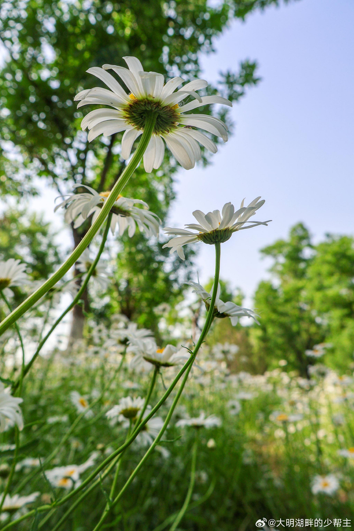 大片洁白的雏菊花,在济南华山湖边开放,治愈又温暖的白色花朵,清新又
