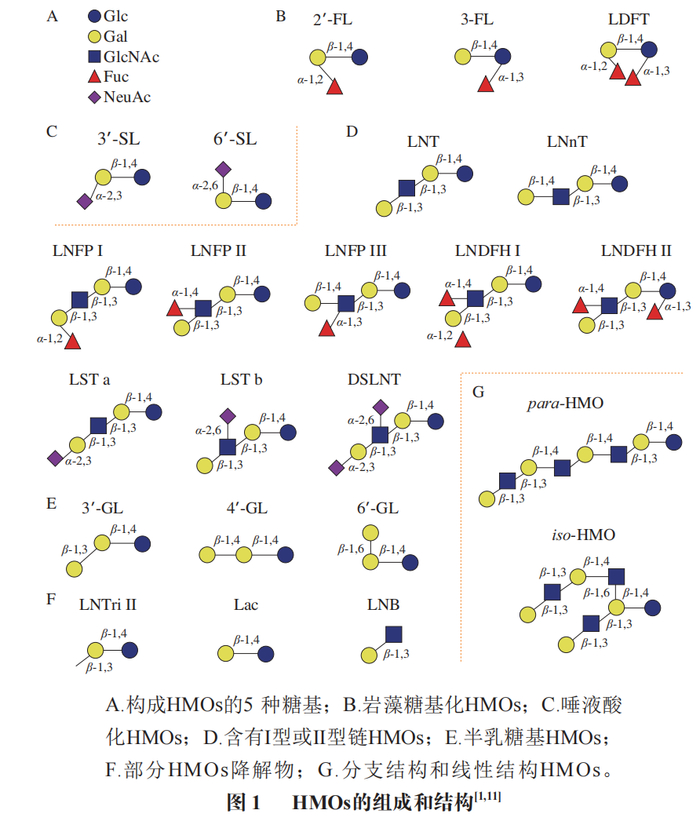 长双歧杆菌婴儿亚种利用母乳低聚糖|糖苷酶|代谢|岩藻糖_新浪新闻