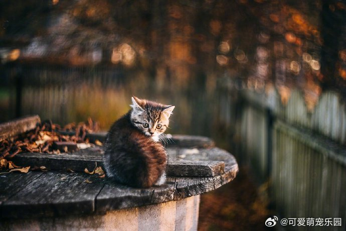 好美的小猫咪感觉很有意境