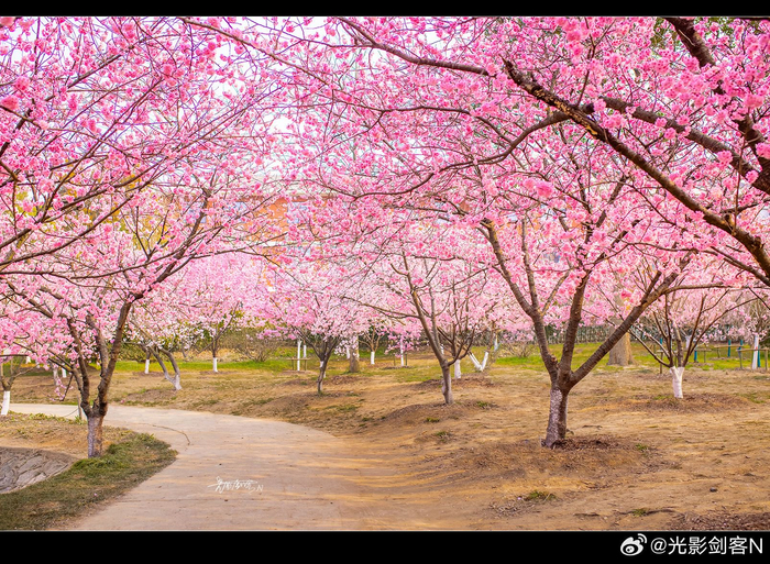 极美南京中山植物园春天里