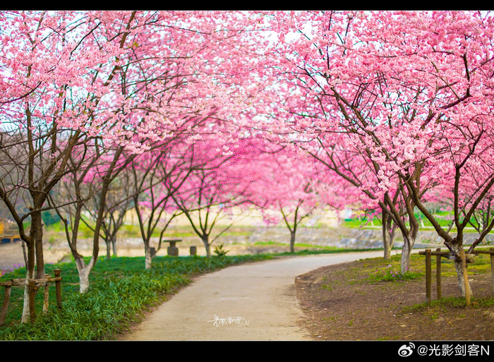 极美南京中山植物园春天里