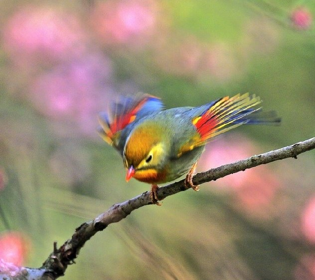 人逢岁首春偏富鸟啭枝头花正浓早安