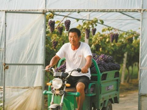 葡萄（小小说）