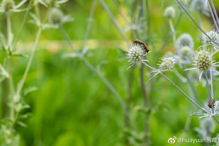 花解语—扁叶刺芹|叶刺|卵形|花语_新浪新闻