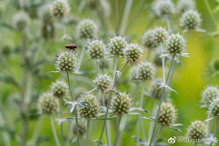 花解语—扁叶刺芹