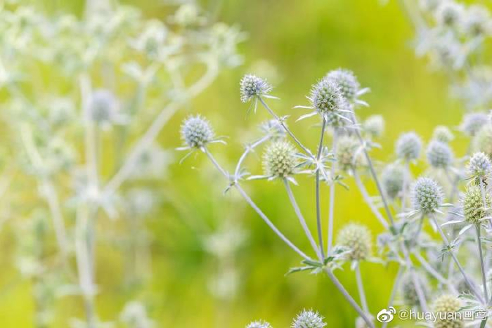 花解语—扁叶刺芹