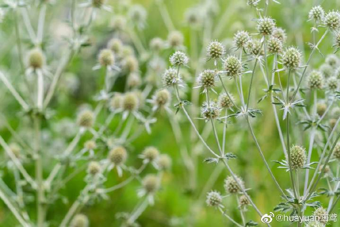 花解语—扁叶刺芹