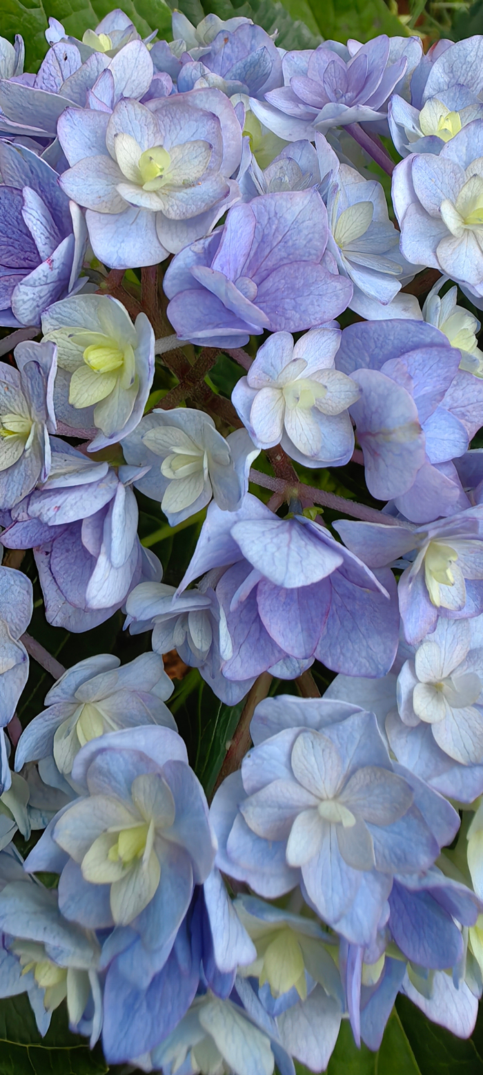 无尽夏(绣球花)__财经头条