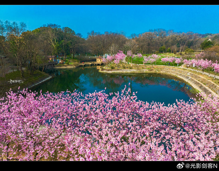 极美南京中山植物园春天里