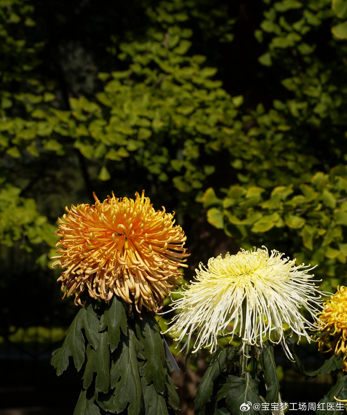 每次看见菊花总想到发型设计这些超短卷毛酷酷的