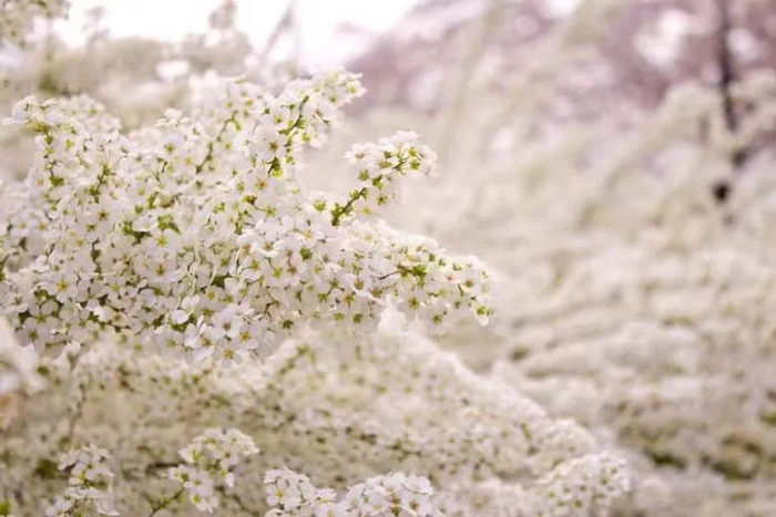 喷雪花雪柳万朵齐开如云如雾如雪如瀑