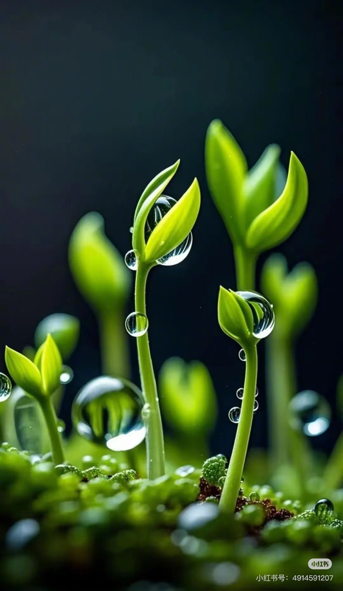 清晨,欣赏一组绿意盎然的图片,神清气爽地去上班吧