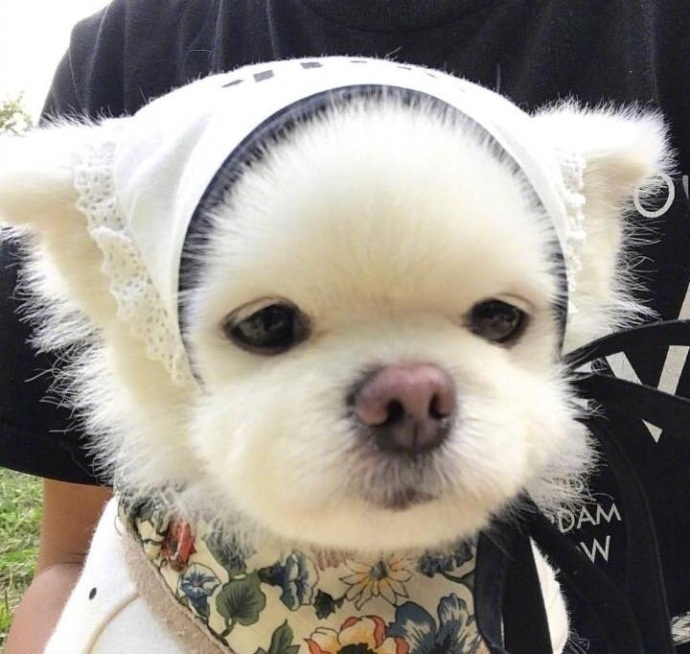 一只走在时尚顶端的狗狗超可爱了