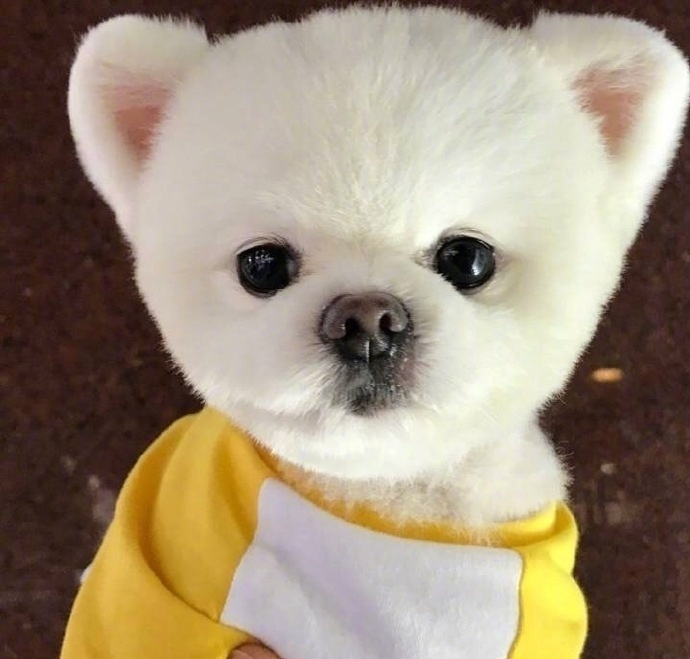 一只走在时尚顶端的狗狗超可爱了