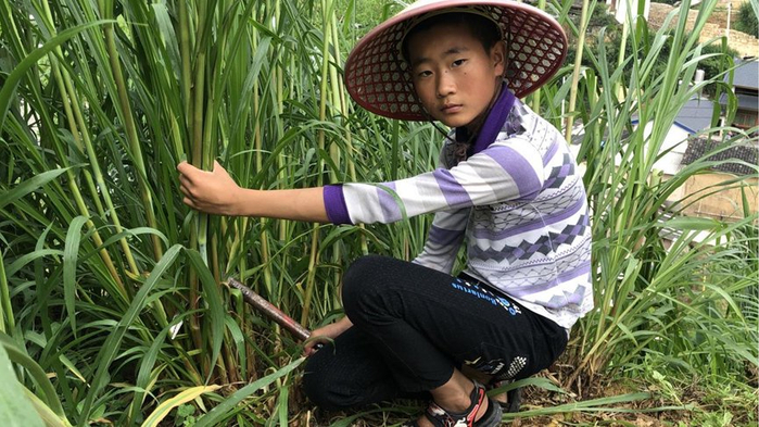 摩托相撞父亲当场离世，三个月后妈妈走了，奶奶靠三亩地把男孩养大