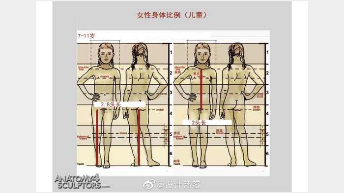 绘画知识 | 不同年龄段标准人体尺度比例一览