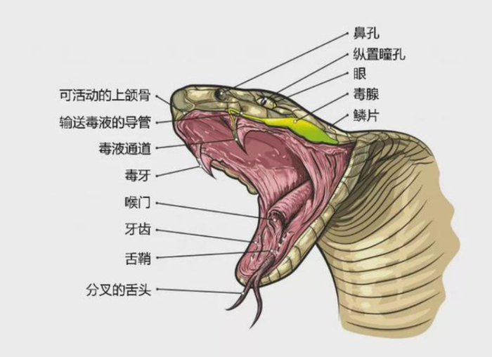 生吞蛇胆,饮蛇胆酒有多可怕?男子折腾15年,差点送命,浑然不知