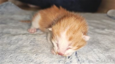 纯国产克隆猫在青岛农大出生