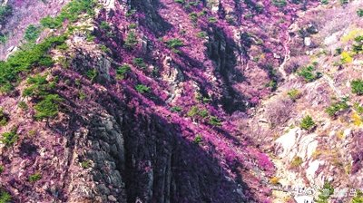 最美青岛四月天 崂山,大珠山等赏花攻略来了|大珠山|崂山|杜鹃花_新浪