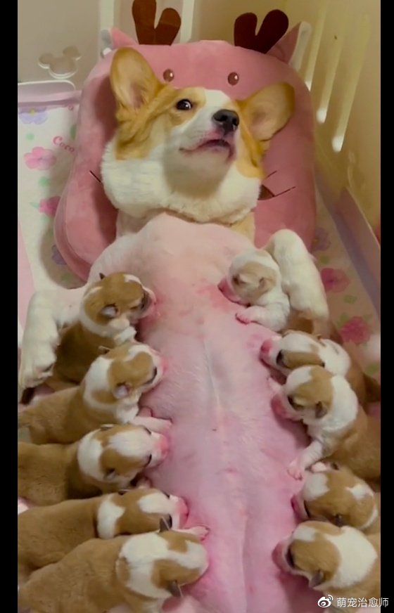 柯基|小狗|狗宝宝_新浪新闻