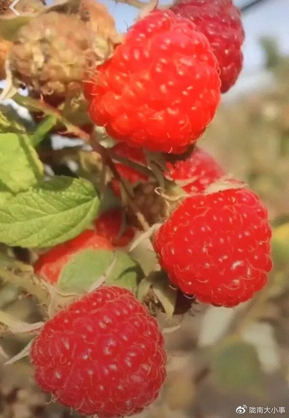 去陇南邂逅一场野味盛宴