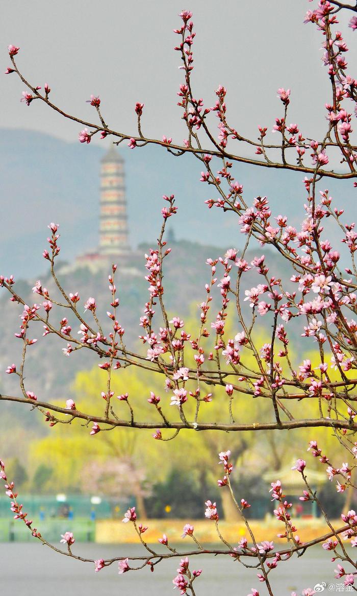 颐和园山桃花开西堤图片