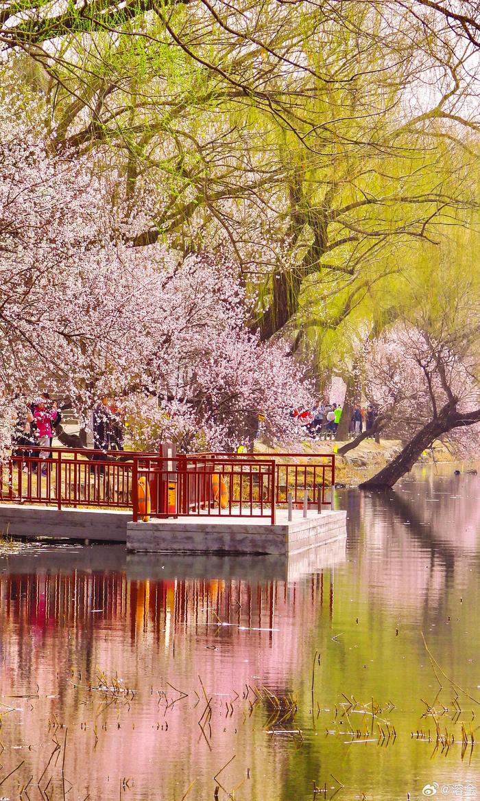 颐和园西堤桃花盛开图片