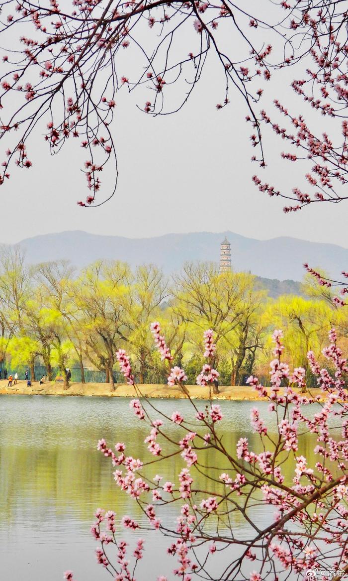 颐和园山桃花开西堤图片