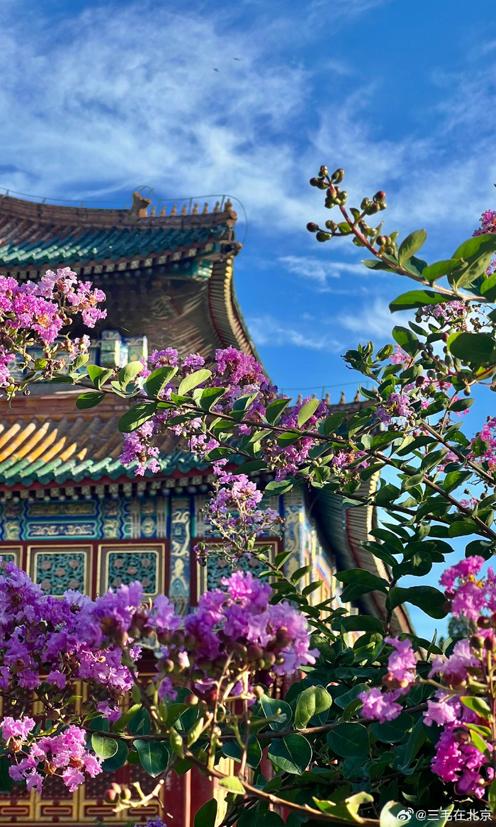 北京北海公园 小西天 紫薇花 摄影
