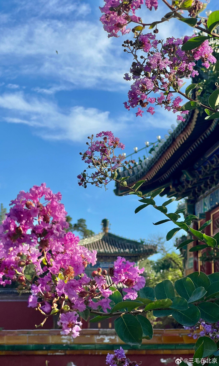 北京北海公园 小西天 紫薇花 摄影