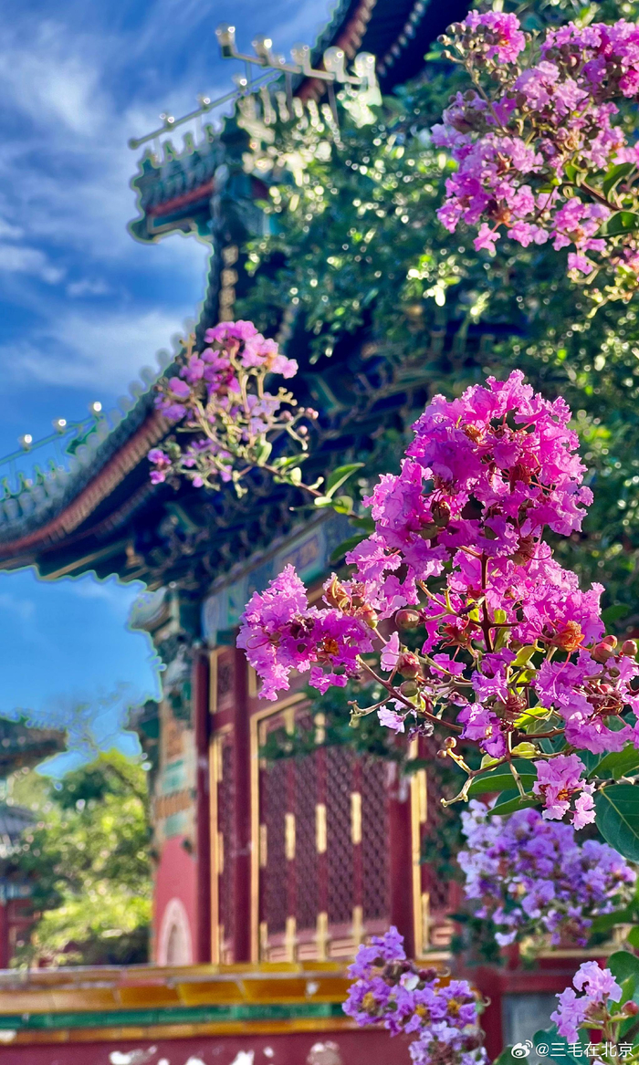 北京北海公园 小西天 紫薇花 摄影