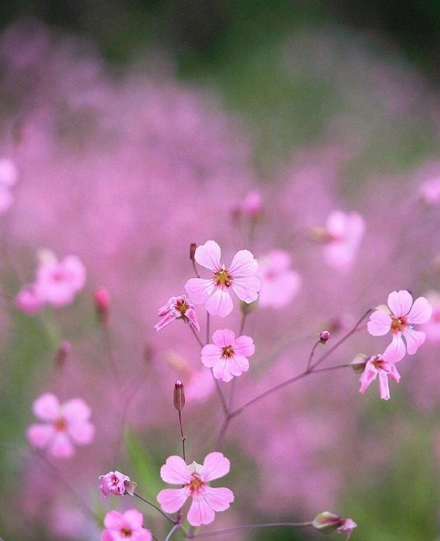 花花世界，草草乾坤