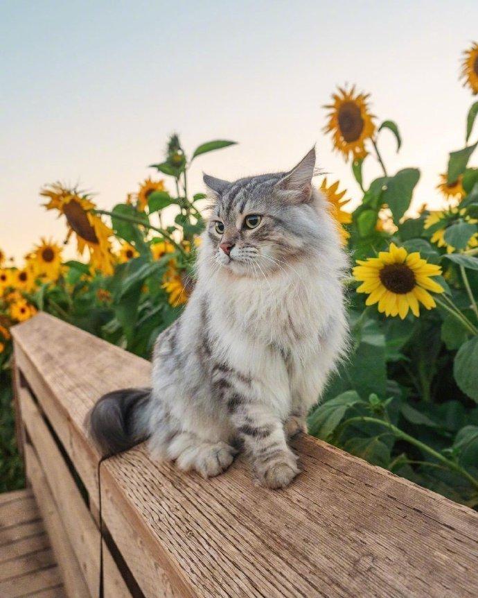 猫猫图霸气图片