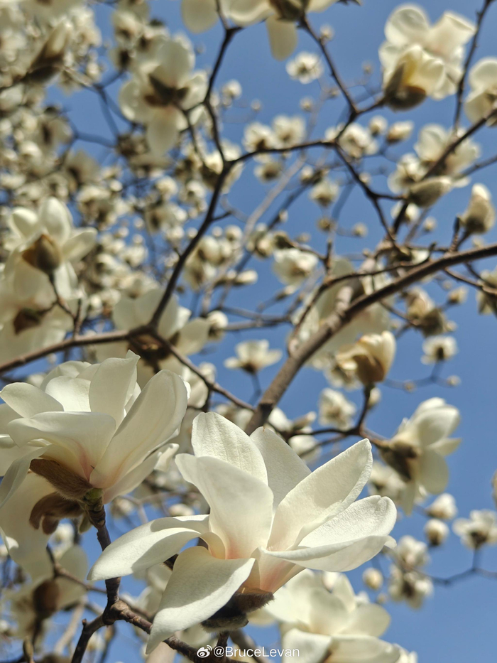 北京太庙的玉兰花 摄影__财经头条