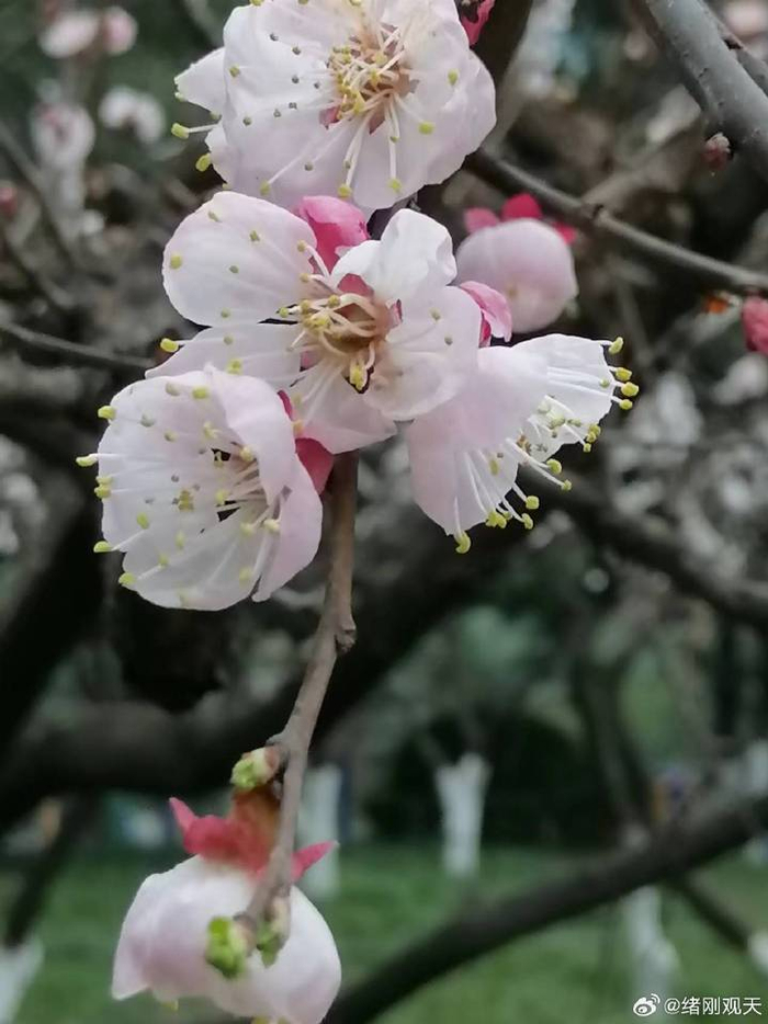 刘荣庆:早春杏花开六首|临潼|杏林|杏花_新浪新闻