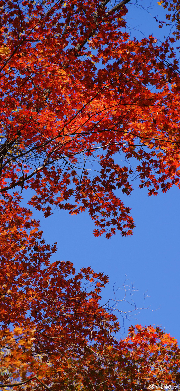 金秋十月,长白山脉上的红叶长啥样?