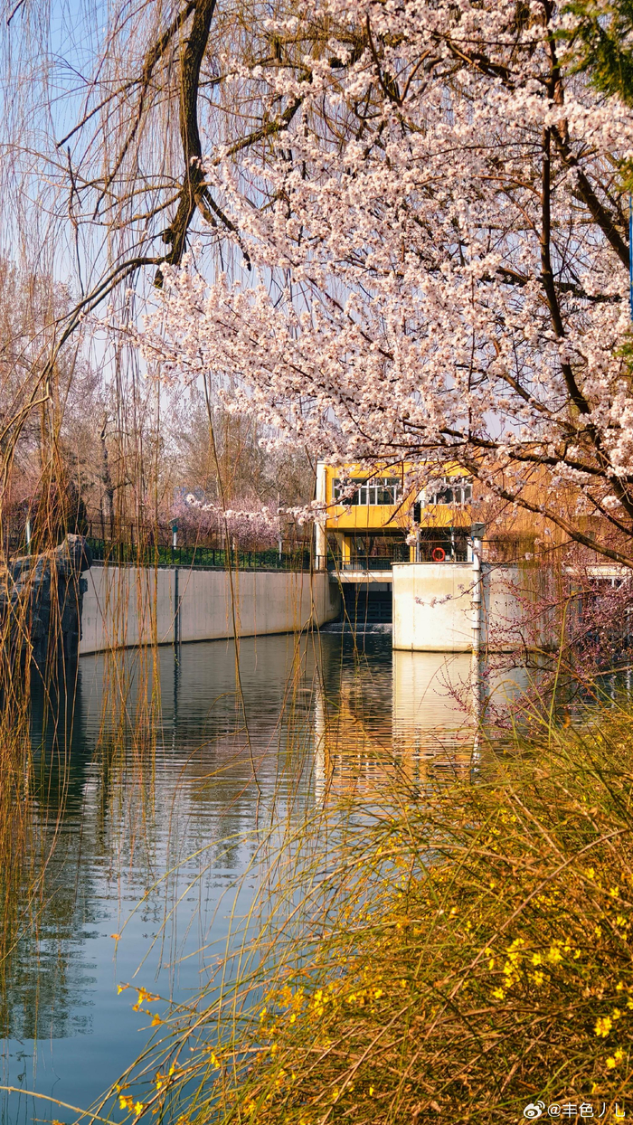 北京花儿开了 摄影