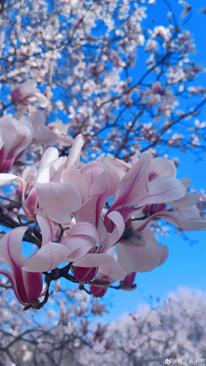 玉兰不知道自己就是春天北京奥森玉兰花怒放摄影